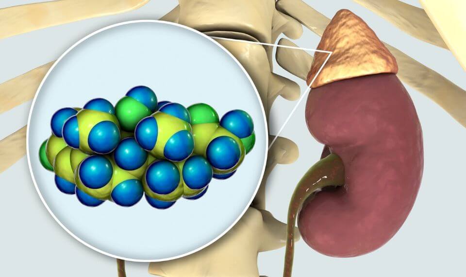 El Cortisol, La Hormona Del Estrés | Blog Nutrimarket